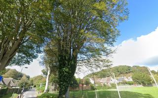 Tree to be cut down on Coneygar Road in Bridport