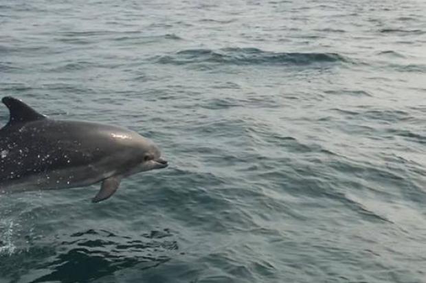 SPOTTED: Dolphins swimming off Portland Bill. Picture: Jurassic Jet Ski Tours.